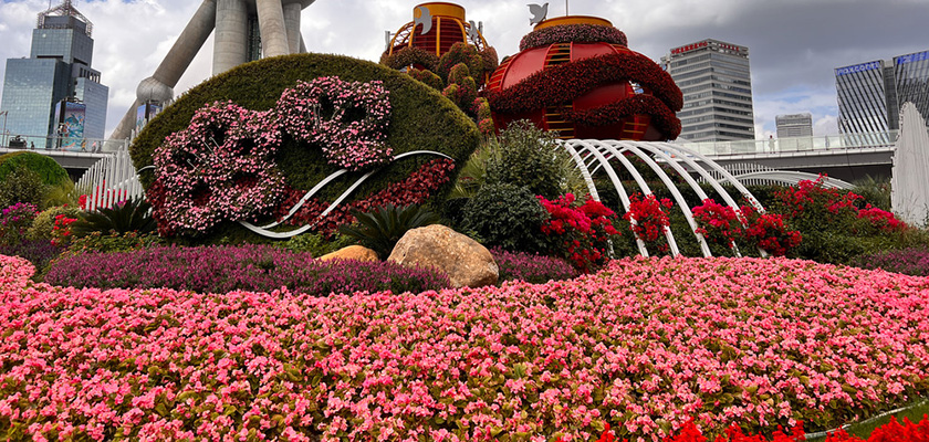 Begonia semperflorens F₁ Super Olympia® | Benary